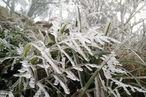 Miền Bắc đón đợt rét hại đầu tiên của mùa đông, khả năng có băng tuyết