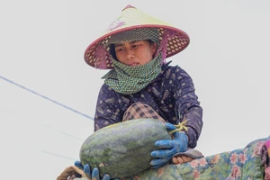 Dưa hấu Việt Nam sẽ xuất khẩu chính ngạch qua Trung Quốc