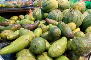 Trái bơ Việt Nam sắp được xuất chính ngạch sang Trung Quốc