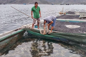 Nguyên nhân ban đầu khiến hàng loạt tôm hùm chết ở Khánh Hoà