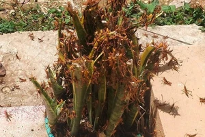 Châu chấu xuất hiện dày đặc ở Lạng Sơn, Cao Bằng gây thiệt hại lớn cho nông dân