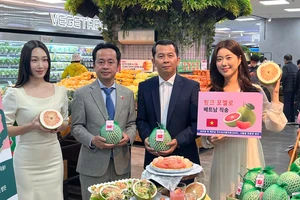 Trái bưởi Việt Nam chính thức được bán tại hệ thống siêu thị của Hàn Quốc