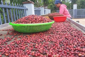 Nông sản xuất siêu hơn 5,1 tỉ USD, cà phê trở thành 'ngôi sao' sáng nhất