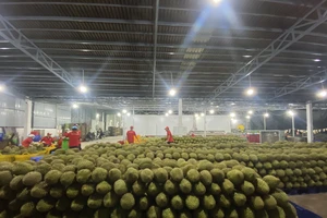 Xuất khẩu sang Trung Quốc xuống dốc, ‘vua trái cây’ kêu cứu