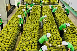 Thêm cơ hội mới cho sầu riêng Việt nhưng phải chung tay bảo vệ uy tín, chất lượng sản phẩm