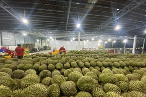 Sầu riêng Việt Nam vừa có thêm cơ hội bán sang Trung Quốc 