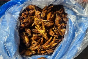 Phát hiện heo chết, chân gà không rõ nguồn gốc trong kho lạnh của doanh nghiệp