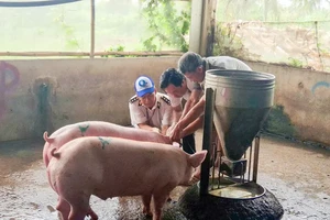 Bộ NN&MT: Đề nghị các tỉnh xử lý nghiêm việc giết mổ heo bệnh