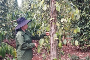 Giá tiêu bứt phá, nông dân và doanh nghiệp phấn khởi nhưng...