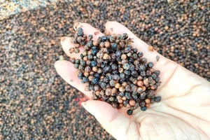 Thanh long đã hết tắc đường sang Châu Âu, nhưng hồ tiêu vẫn vướng