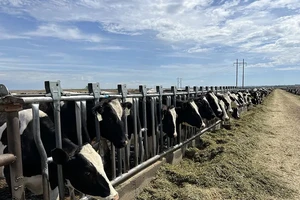 Đàn bò sữa đang giảm rất mạnh, cảnh báo thị trường sữa Việt Nam