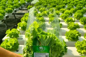 TP.HCM dự kiến triển khai mô hình trồng rau màu phát thải thấp