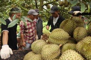 Phó Thủ tướng chỉ đạo làm rõ trách nhiệm vụ sầu riêng ùn ứ vì phòng thí nghiệm tạm ngưng