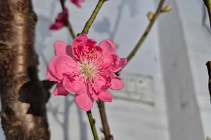 Mùng 2 Tết, miền Bắc chuyển rét, có nơi dưới 13 độ