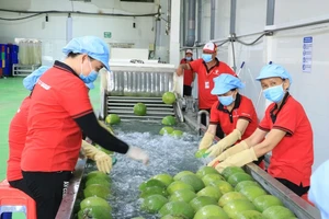 Việt Nam – Trung Quốc ký Nghị định thư, mở cửa xuất khẩu bưởi và chanh