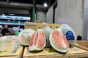 Thông quan lô bưởi tươi đầu tiên của Việt Nam vào Australia