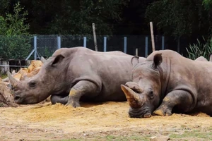 Tê giác bị bắn chết, cưa sừng ngay trong sở thú Paris