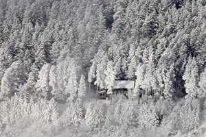 Bé gái 4 tuổi băng rừng tuyết cứu bà ngoại