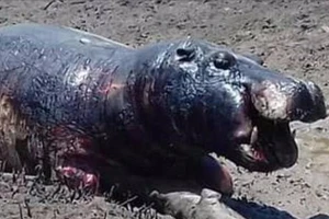 Hà mã bị 'chết cháy' vì hạn hán ở Kenya