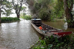Về An Giang ăn cá linh trên đồng nước nổi