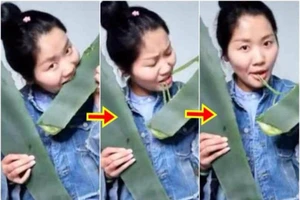 Livestream thách ăn 'món độc', cô gái suýt chết