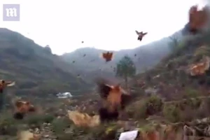 Bầy gà 'ngoan' khó tin: Nghe còi bay về như chim