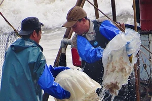  Ngư dân trúng đậm mùa sứa 