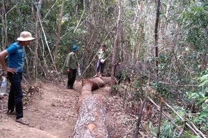 Kỷ luật 8 cán bộ bịa chuyện bị cướp gỗ