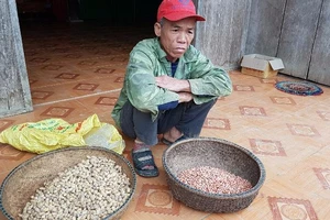 Bí thư huyện yêu cầu kiểm tra đậu giống gieo 10 chết 7