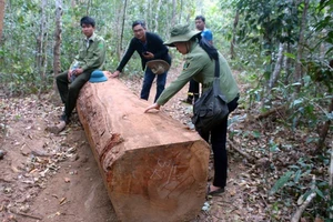 Đề xuất tặng gỗ tang vật cho người nghèo