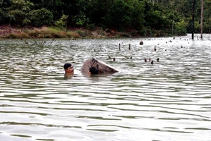 Gỗ lậu tập kết dưới lòng hồ thủy điện
