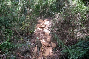 Khởi tố người dẫn 17 thanh niên phá hơn 91 m3 gỗ rừng