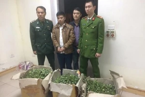 Lái taxi lên cửa khẩu chở 50 kg quả thuốc phiện tươi