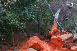 Thêm vụ phá rừng quy mô lớn tại Vườn quốc gia Yok Đôn