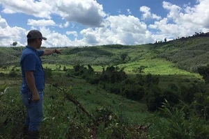 Nhận đất rừng sai quy định còn cho người phá rừng