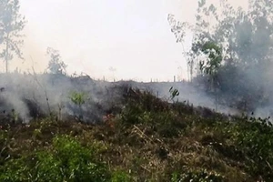 Điều tra vụ phá rừng rồi phóng hỏa để xóa dấu vết