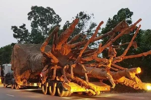 Chi tiết nguồn gốc cây khủng nghênh ngang trên đường