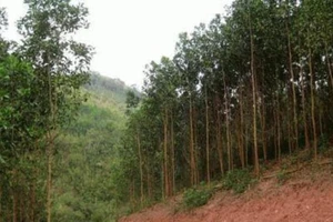 Phát hiện bộ xương người nghi treo cổ ở đồi keo