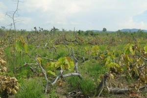 Phát hiện 18 ha rừng sát biên giới bị cắt hạ