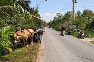 1 phụ nữ cầm cương xe ngựa tông bị thương người đi bộ