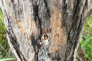 Đầu độc rừng thông, sáu người bị bắt tạm giam