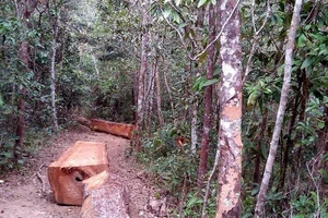 Cách chức vụ trong Đảng chủ tịch xã chở gỗ lậu đi đóng bàn ghế