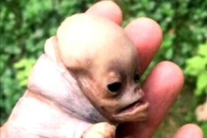 Hoảng hồn thấy sinh vật có đầu như người ở Kon Tum