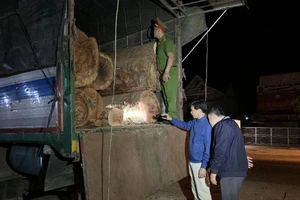Bắt hơn 21 m3 gỗ mang 'lý lịch' giả