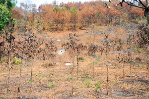 Bị kiểm điểm vì cháy 17 ha rừng nhưng 10 ngày mới báo cáo