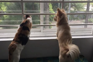 Hoãn xử vụ đòi bồi thường 100 triệu đồng vì bị chó cắn