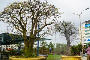  Đà Nẵng: 'Cụ' mai 100 tuổi năm nào cũng xuống núi biểu diễn