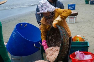 Ngư dân Đà Nẵng ra biển xúc ruốc kiếm tiền triệu mỗi ngày