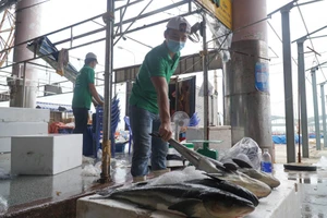 Tiểu thương ngại vào cảng cá Thọ Quang vì phí xét nghiệm cao