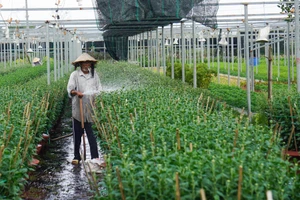  Người trồng hoa Đà Nẵng sốt ruột chờ thương lái 